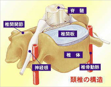 頚椎の構造
