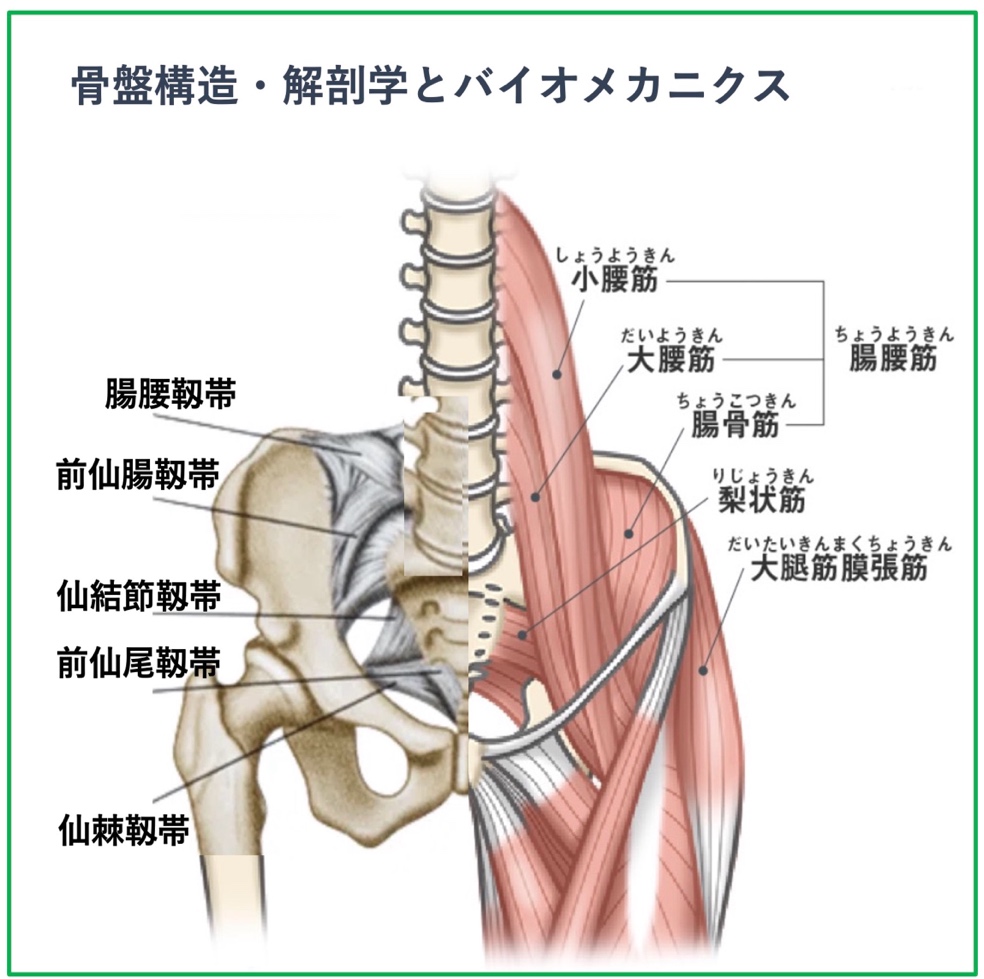 骨盤矯正の医学的背景