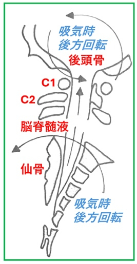頚椎徒手整体・神経呼吸調整