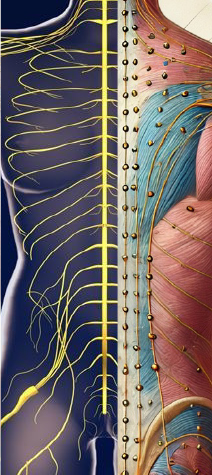 東洋鍼経絡に沿った神経痛治療