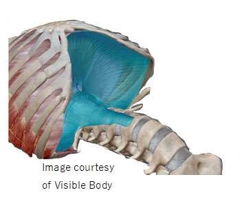 Image courtesy of Visible Body